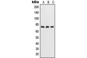 Western blot analysis of NF-kappaB p65 (pS536) expression in HeLa TNFa-treated (A), NIH3T3 LPS-treated (B), rat brain (C) whole cell lysates.