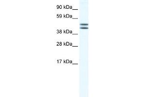 WB Suggested Anti-EGLN2 Antibody Titration:  0. (PHD1 Antikörper  (N-Term))
