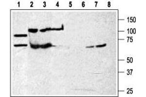 Western blot analysis of rat brain membranes (lanes 1 and 5) and human K562 chronic myelogenous leukemia cell line (lanes 2 and 6) and Mouse WEHI-231 B cell lymphoma (lanes 3 and 7) and human HL-60  promyelocytic leukemia cell line (lanes 4 and 8):  - 1-4. (P2RX7 Antikörper  (Extracellular Loop))
