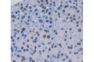 IHC-P analysis of kidney tissue, with DAB staining. (INSM1 Antikörper  (AA 278-518))