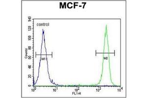 Flow cytometric analysis of MCF-7 cells using SEL1L Antibody (Center) Cat. (SEL1L Antikörper  (Middle Region))