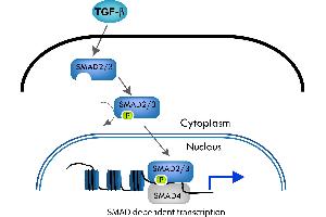 The SMAD pathway follows the canonical TGF-ß signaling pathway.