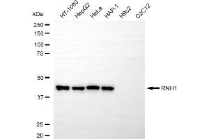 Western blotting analysis using RNH1 antibody (ABIN7800210).