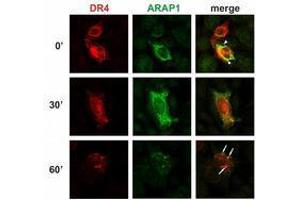 Immunofluorescence (IF) image for anti-ArfGAP with RhoGAP Domain, Ankyrin Repeat and PH Domain 1 (ARAP1) (AA 1190-1450) antibody (ABIN238383)