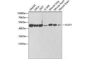 Western blot analysis of extracts of various cell lines using FLOT1 Polyclonal Antibody at dilution of 1:1000.