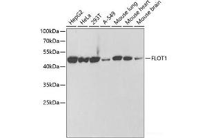 Western blot analysis of extracts of various cell lines using FLOT1 Polyclonal Antibody at dilution of 1:1000. (Flotillin 1 Antikörper)