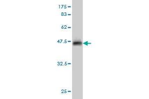 Western Blot detection against Immunogen (37. (INSRR Antikörper  (AA 651-760))