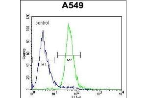 C Antibody (C-term) (ABIN653958 and ABIN2843915) flow cytometric analysis of A549 cells (right histogram) compared to a negative control cell (left histogram). (C15ORF39 Antikörper  (C-Term))