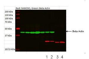 HMOX1 antibody - N-terminal region  validated by WB using tonsil and fibroblast at 1:1000. (HMOX1 Antikörper  (N-Term))