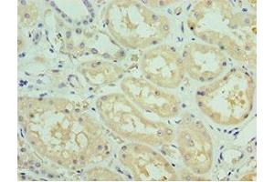 Immunohistochemistry of paraffin-embedded human kidney tissue using ABIN7168634 at dilution of 1:100 (Sclerostin Antikörper  (AA 24-213))