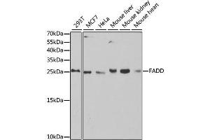 Western blot analysis of extracts of various cell lines, using FADD antibody. (FADD Antikörper  (AA 1-208))