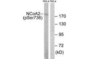 Western blot analysis of extracts from HeLa cells treated with TSA 400nM 24H, using NCoA2 (Phospho-Ser736) Antibody. (NCOA2 Antikörper  (pSer736))