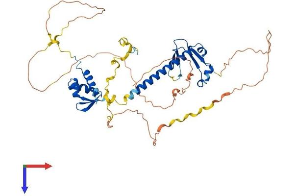 E2F2 Protein (AA 1-443) (His tag)