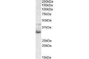Western Blotting (WB) image for Wingless-Type MMTV Integration Site Family, Member 4 (WNT4) peptide (ABIN369909) (Wingless-Type MMTV Integration Site Family, Member 4 (WNT4) Peptid)