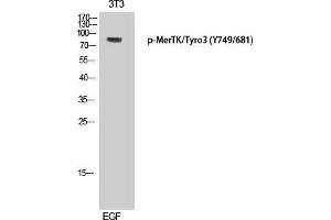 Western Blot (WB) analysis of 3T3 cells using Phospho-MerTK/Tyro3 (Y749/681) Polyclonal Antibody. (MerTK/Tyro3 Antikörper  (pTyr681, pTyr749))