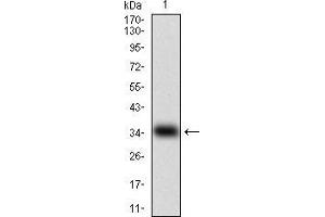 Western blot analysis using MSTN mAb against human MSTN (AA:24-266 ) recombinant protein.