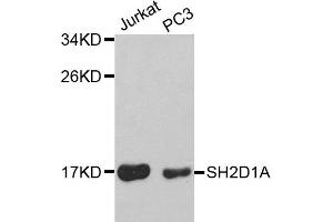Western blot analysis of extracts of various cell lines, using SH2D1A antibody (ABIN5970491) at 1/1000 dilution.