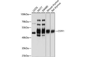 Western blot analysis of extracts of various cell lines, using CSTF1 antibody (ABIN6130209, ABIN6139160, ABIN6139161 and ABIN6221618) at 1:1000 dilution. (CSTF1 Antikörper  (AA 1-220))