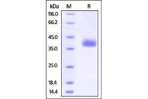 Biotinylated Human PD-L1 (recommended for biopanning) on SDS-PAGE under reducing (R) condition.