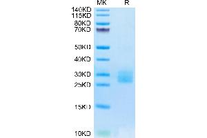 Biotinylated Human IL-25 on Tris-Bis PAGE under reduced condition.