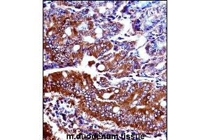 Mouse Npr1 Antibody (N-term) ((ABIN657994 and ABIN2846940))immunohistochemistry analysis in formalin fixed and paraffin embedded mouse duodenum tissue followed by peroxidase conjugation of the secondary antibody and DAB staining. (NPR1 Antikörper  (AA 198-226))