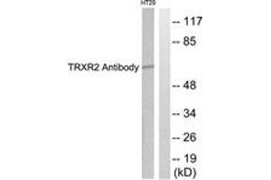 Western Blotting (WB) image for anti-Thioredoxin Reductase 2 (TXNRD2) (AA 471-520) antibody (ABIN2889283) (TXNRD2 Antikörper  (AA 471-520))