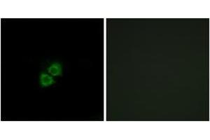 Immunofluorescence (IF) image for anti-Apolipoprotein A-I Binding Protein (APOA1BP) (AA 121-170) antibody (ABIN6766585) (APOA1BP Antikörper  (AA 121-170))