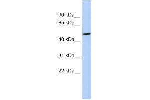 WB Suggested Anti-ZNF329 Antibody Titration:  0. (ZNF329 Antikörper  (N-Term))
