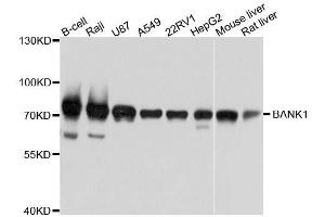 Western blot analysis of extracts of various cell lines, using BANK1 antibody. (BANK1 Antikörper  (AA 516-785))