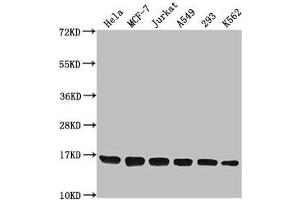 Western Blot Positive WB detected in: Hela whole cell lysate, MCF-7 whole cell lysate, Jurkat whole cell lysate, A549 whole cell lysate, 293 whole cell lysate, K562 whole cell lysate All lanes: H3F3A antibody at 1:1000 Secondary Goat polyclonal to rabbit IgG at 1/40000 dilution Predicted band size: 16 kDa Observed band size: 16 kDa