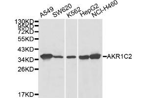 Western blot analysis of extracts of various cell lines, using AKR1C2 antibody (ABIN6289998). (AKR1C2 Antikörper)