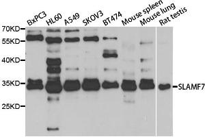 Western blot analysis of extracts of various cell lines, using SLAMF7 antibody (ABIN5973404) at 1/1000 dilution. (SLAMF7 Antikörper)