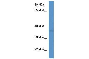 Western Blot showing CD34 antibody used at a concentration of 1 ug/ml against Fetal Heart Lysate (CD34 Antikörper  (C-Term))