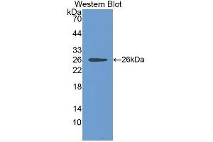 Western Blotting (WB) image for anti-Chloride Intracellular Channel 1 (CLIC1) (AA 79-241) antibody (ABIN1867268) (CLIC1 Antikörper  (AA 79-241))