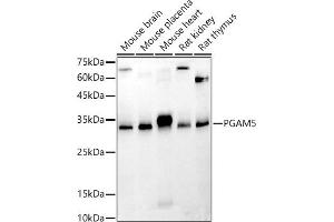 Western blot analysis of extracts of various cell lines, using PG antibody (ABIN7269317) at 1:500 dilution. (PGAM5 Antikörper  (AA 30-225))