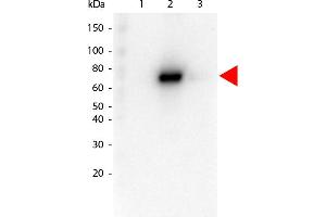 Western Blot of Rat anti-AKT2 antibody. (AKT2 Antikörper  (Internal Region) (Biotin))