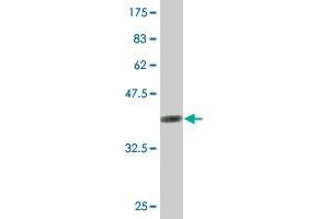 Western Blot detection against Immunogen (36. (RABEPK Antikörper  (AA 273-372))