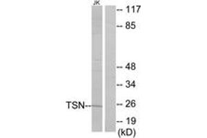 Western Blotting (WB) image for anti-Translin (TSN) (AA 101-150) antibody (ABIN2879150) (Translin Antikörper  (AA 101-150))