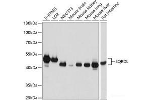 Western blot analysis of extracts of various cell lines using SQRDL Polyclonal Antibody at dilution of 1:3000. (SQRDL Antikörper)