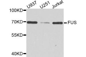 Western blot analysis of extracts of various cell lines, using FUS antibody (ABIN5973514) at 1/1000 dilution. (FUS Antikörper)