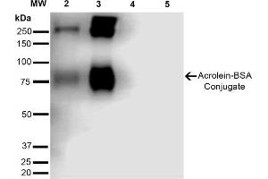 Western Blot analysis of Acrolein-BSA Conjugate showing detection of 67 kDa Acrolein-BSA using Mouse Anti-Acrolein Monoclonal Antibody, Clone 10A10 . (Acrolein Antikörper  (APC))