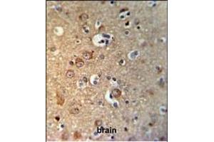 GPHN Antibody (Center) (ABIN653742 and ABIN2843044) IHC analysis in formalin fixed and paraffin embedded brain tissue followed by peroxidase conjugation of the secondary antibody and DAB staining. (Gephyrin Antikörper  (AA 437-466))