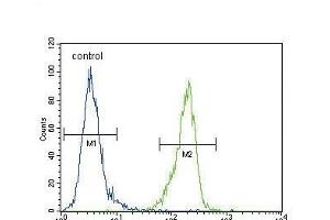 EN Antibody (Center ) (ABIN389374 and ABIN2839470) flow cytometric analysis of MDA-M cells (right histogram) compared to a negative control cell (left histogram). (ENPP2 Antikörper  (AA 401-430))