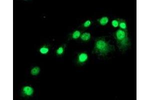 Anti-SAMHD1 mouse monoclonal antibody (ABIN2453909) immunofluorescent staining of COS7 cells transiently transfected by pCMV6-ENTRY SAMHD1 (RC206013). (SAMHD1 Antikörper)