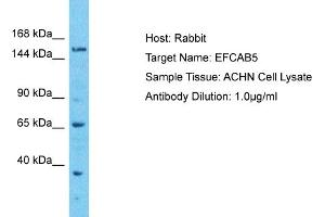 Host: Rabbit Target Name: EFCAB5 Sample Type: ACHN Whole cell lysates Antibody Dilution: 1. (EFCAB5 Antikörper  (C-Term))