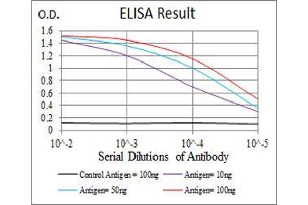 SSH1 Antikörper  (AA 1032-1044)
