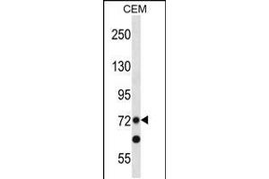 Western blot analysis in CEM cell line lysates (35ug/lane). (PRDM8 Antikörper  (N-Term))