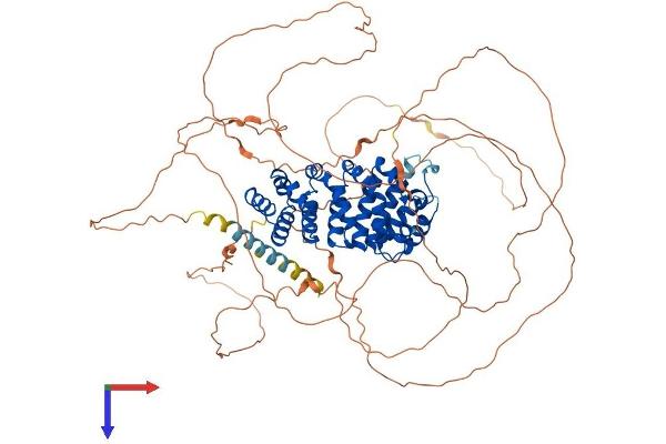 ARMCX2 Protein (AA 1-784) (His tag)