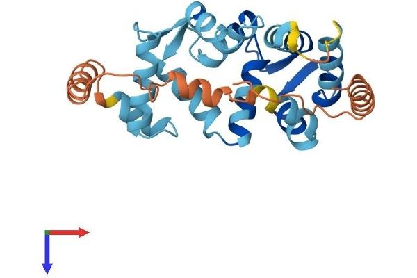 KCNIP4 Protein (AA 1-250) (His tag)
