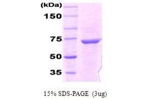 Figure annotation denotes ug of protein loaded and % gel used. (DnaK (AA 1-638), (full length) Protein)